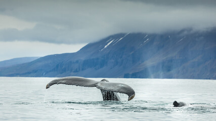 Humpback whales revealing their trademark fluke, while gaining energy for a long and deep dive