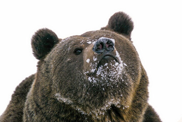 Portrait of Brown Bear (Ursus arctos) in winter, isolated