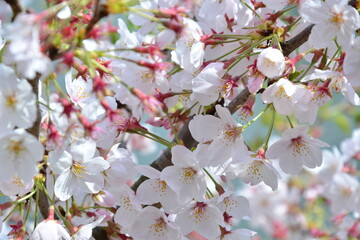 桜のアップ