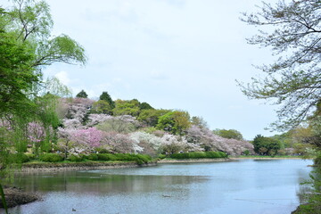 桜がある湖の風景