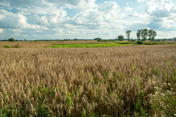 Field with grain and trees on the horizon, Czulczyce, Poland
