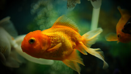 Beautifully colored goldfish swim in the clear aquarium water