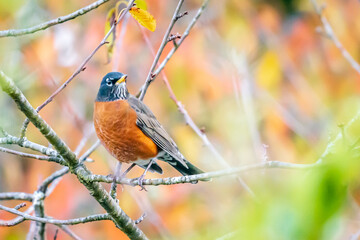 American Robin on the branch surrounded by fall colors.