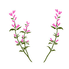 Heather vector stock illustration. A delicate bouquet of pink wildflowers. Isolated on a white background. - obrazy, fototapety, plakaty