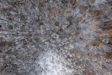 Aerial View Of Snow Covered Trees In Forest During Winter season.