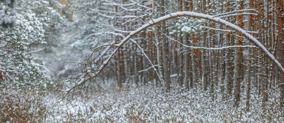 Snow Covered Pine Trees In Forest During Winter season.