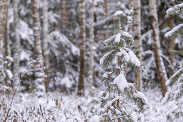 Snow Covered Pine Tree In Forest During Winter season. Winter background