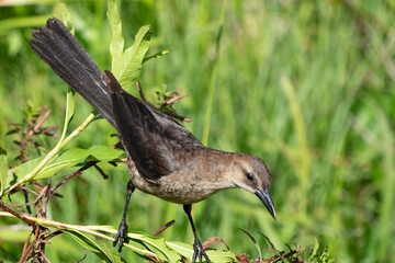 The Boat-tailed grackle (Quiscalus major)