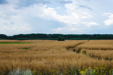 Dry rapeseed field near pine forest. Harvesting of rapeseed in the countryside will begin soon