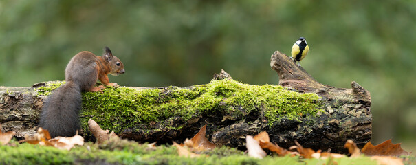 Erasian Red Squirrel - Sciurus vulgaris - and Great Tit bird - Parus major - in a forest eating and drinking © Leoniek
