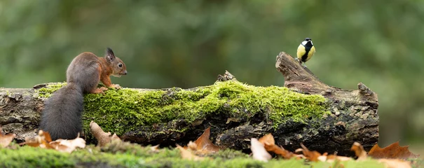 Tuinposter Erasian Red Squirrel - Sciurus vulgaris - en Koolmeesvogel - Parus major - in een bos etend en drinkend © Leoniek