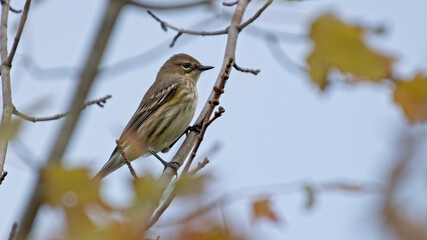 A Yellow Rumped Warbler perched on a branch.