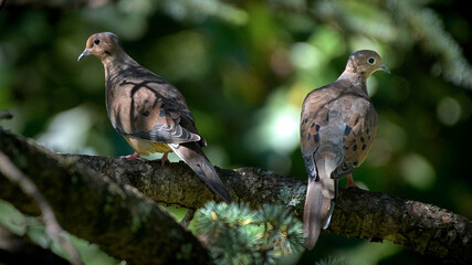 Two Mourning Doves sitting on a branch.