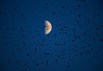 A flock of birds migrating.