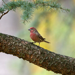 A male House Finch perched on a branch.