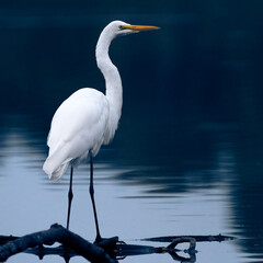 A Great Blue Heron gazing out over water.