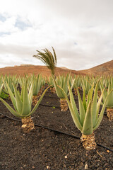 Aloe Vera Plantation