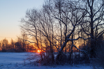 sunset in the forest