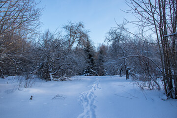 Winter morning in the Latvian countryside. Path to the forest.