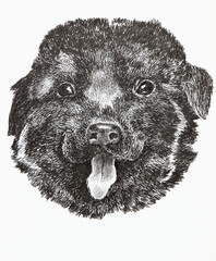 portrait of a little dog drawn in pencil