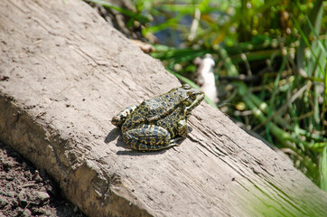 Frog sitting on the ground.