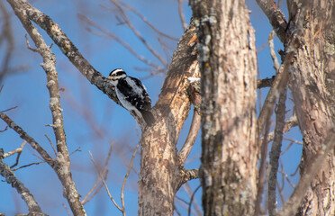 woodpecker on tree