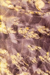 Macro photography of a stabilized wooden block with a color dye, The texture of a decorative wood Acer, maples