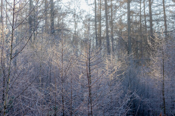 Winter landscape with white morning frost or snowflakes covered trees in the wood, The sun is shining into through the pine forest with fog and mist, Countryside of the Netherlands, Nature background.