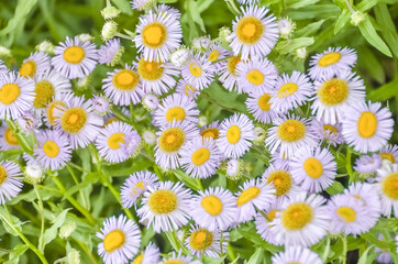 Blue wild chamomile flowers close up. Texture for background.