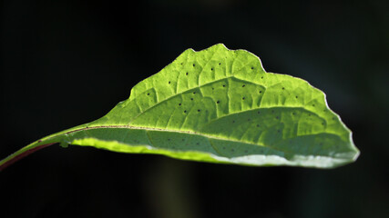 Apple-of-Peru ( Nicandra physalodes ) plant with isolated green leaf and black background