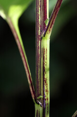 Apple-of-Peru ( Nicandra physalodes ) plant with isolated stem, petioles, stipules and black background