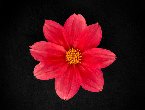Delicate flower on black background. On black background.