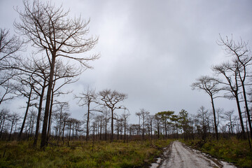 Dry tree, dead tree with branch in the forest.