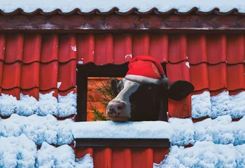 Fotobehang Funny Christmas card with a cute cow wearing a Santa Claus hat looking through the red tile roof window of a vintage log house covered with snow and a Christmas tree visible in the room © J S