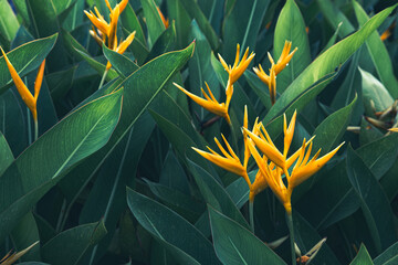 background, beauty, bloom, blossom, bright, bud, closeup, colorful, evergreen, exotic, field, flora, floral, floriculture, floristic, flower, flower heliconia, forest, fresh, freshness, garden, garden