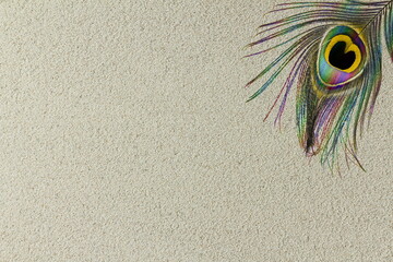 peacock feather on sand texture background top view with copy space