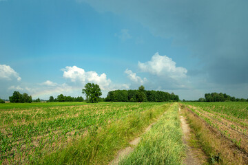 Fototapeta na wymiar Rural road in young corn field and blue sky