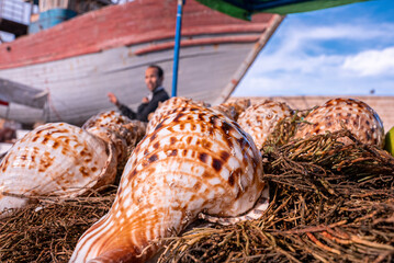 Essaouira, Morocco. October 10, 2021. Closeup of brown pattern conch shells on dry plants at...