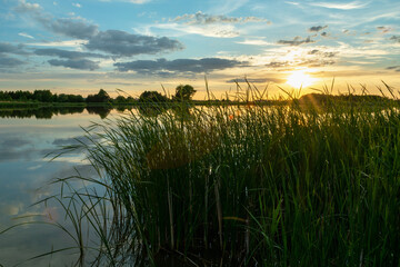 Green reeds on the shore of the lake and sunset