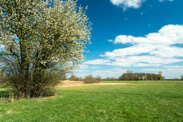 Blooming tree in the meadow and blue sky