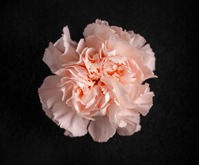 Top view of a flower on a black background. Macro photo.