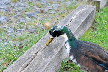 jolis canards colverts dans un pré