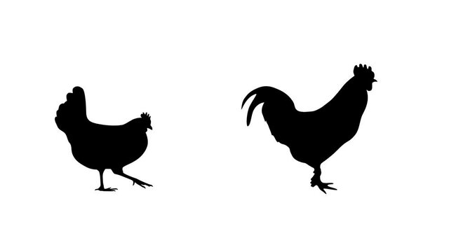 A rooster walking with a hen, animation on the white background