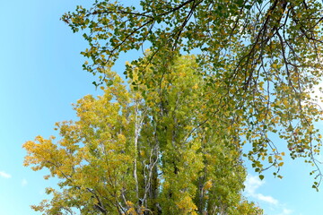 Feuillage vert et ciel bleu. Branches d'arbres.