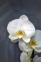 White Orchid flower 