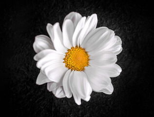 Top view of a flower on a black background. Selective focus. - obrazy, fototapety, plakaty