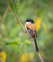 long-tailed shrike or rufous-backed shrike.