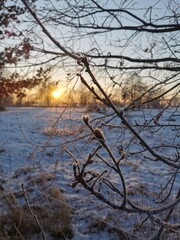 Fototapeta na wymiar sunset tree polish fields in the snow