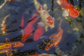Beautiful red black white and orange colorful Koi fish in the water canal