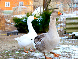 white duck and grey goose outside in winter